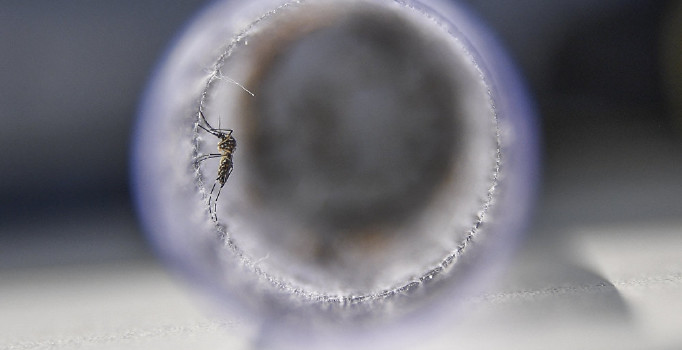 Hindistan'da zika virüsü alarmı