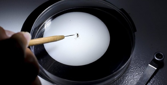 Hindistan'daki Zika virüsü salgını durdurulamıyor