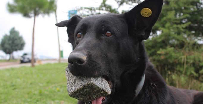 Ağzındaki taşı kaybettiği yavruları sanıyor