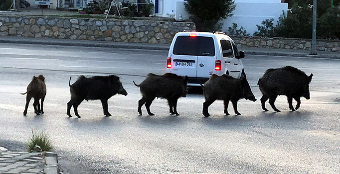 Bodrum'da domuz sürüsü kent merkezine indi