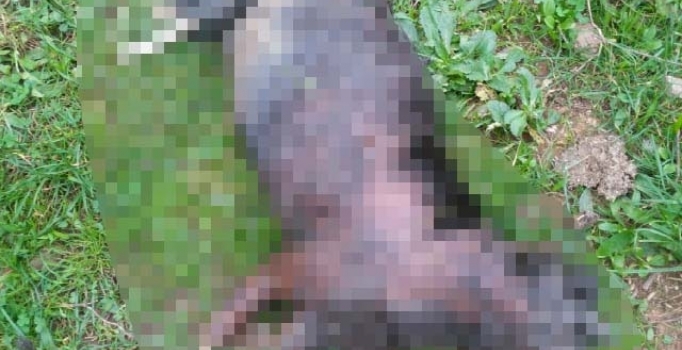 Kelimeler tükendi... Bu kez de yakılmış kedi