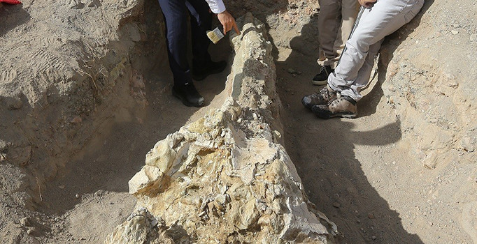 Kayseri'de 7,4 milyon yıllık fil kafatası bulundu