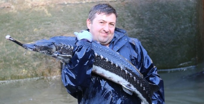 Dinazorlar döneminden kalan ender canlılardan olan mersin balığı koruma altına alındı