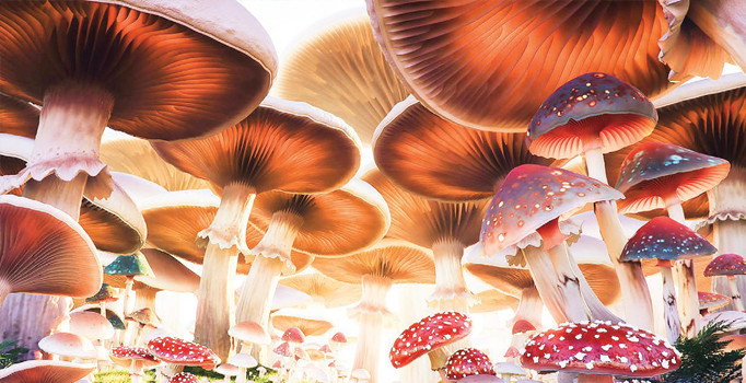 Dünyanın en büyük canlısı meğer mantarmış