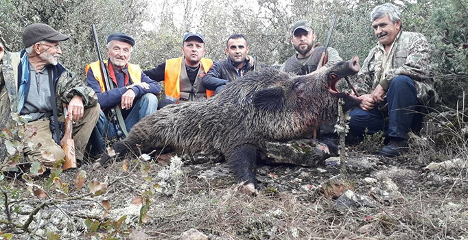 Bursa’nın dağ yörelerini domuzlar bastı