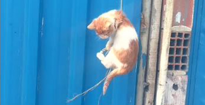 Temizlik işçileri yavru kediyi son anda kurtardı