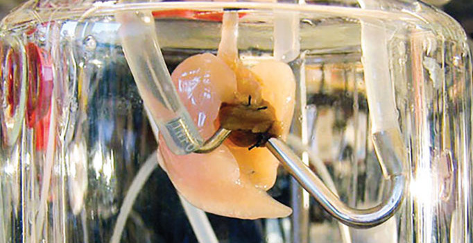 15 yıl içinde yapay organ nakli gerçek olacak