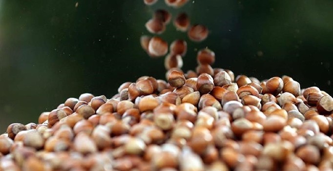 Fındık alımları yarın başlıyor