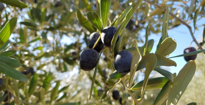 'Yeşil altın' zeytinde hasat başladı