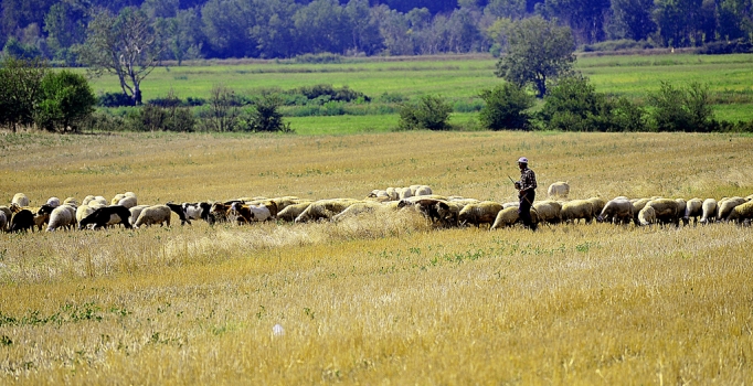 Muğla'da bir ay içinde 3 çoban art arda öldürüldü