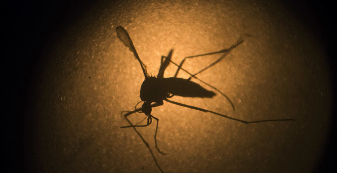 Filipinler'de "dang humması" alarmı