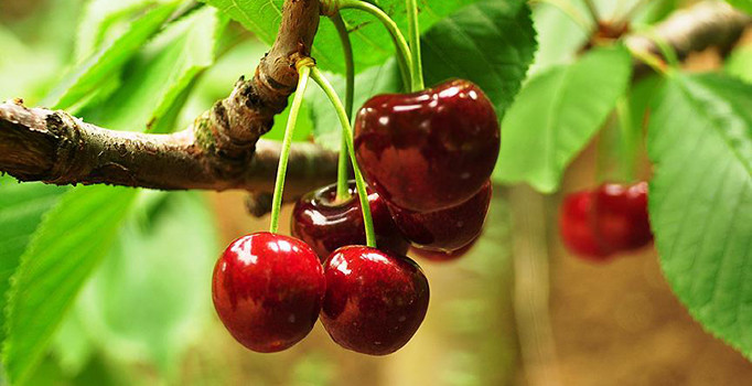 Yaş meyve ve sebze ihracatında artış