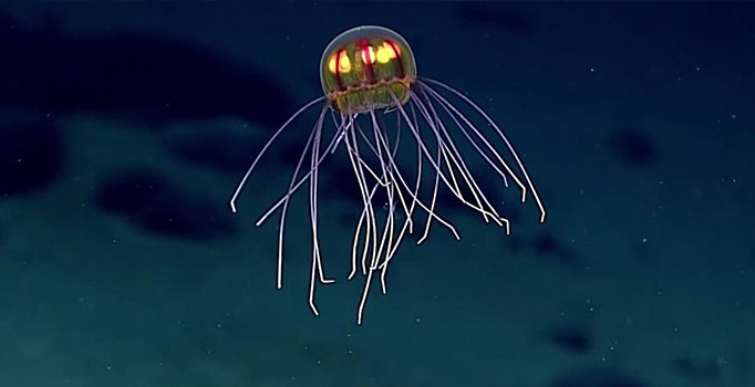 Okyanusların en derin noktasında 'uzaylı' denizanası