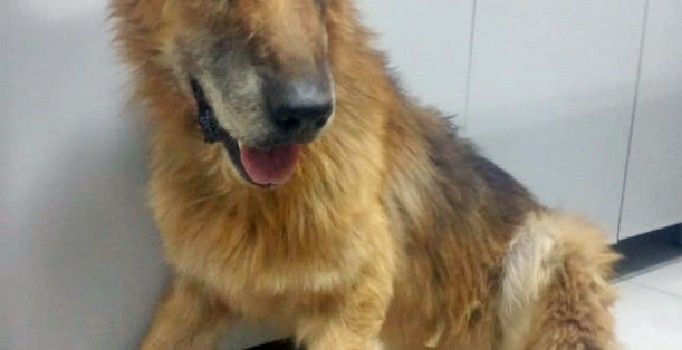 Köpeği sürükleyen barınak görevlisine soruşturma