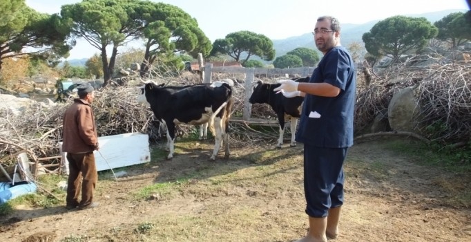 Tarım ve Orman Bakanlığı: Balıkesir'deki bir büyükbaşta kuduz tespit edildi