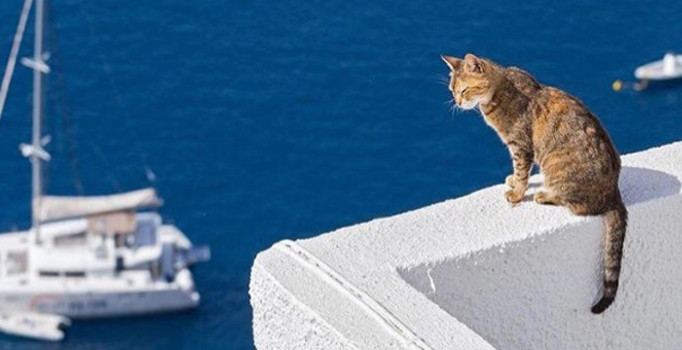 12 Kasım Hadi ipucu sorusu: Sadun Boro'ya eşlik eden evcil hayvan nedir?