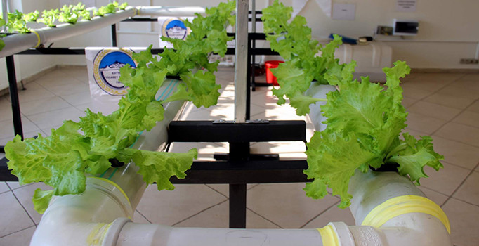 Kayseri’de topraksız tarım