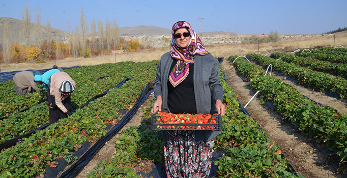Niğde'de Kasım ayında çilek hasadı yapıldı