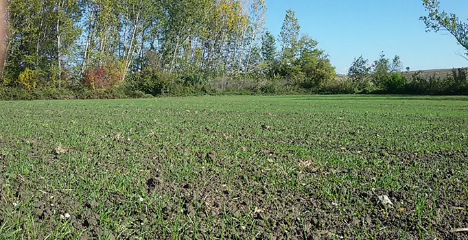 Buğdayda kuraklık sıkıntısı