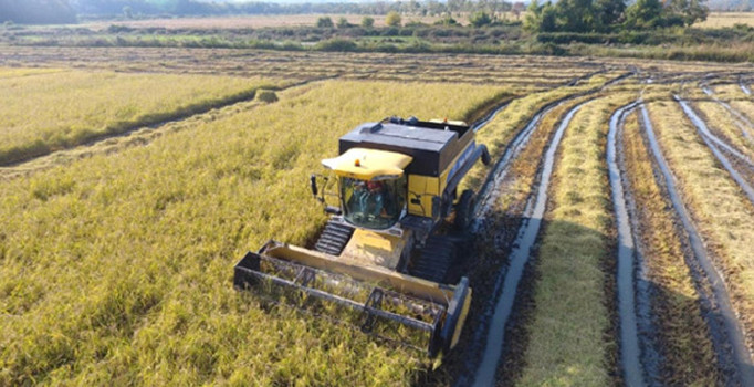 TMO çeltik alımına başlıyor