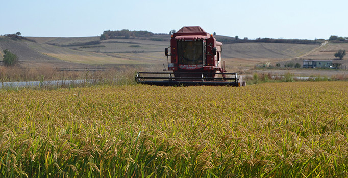 Çeltik diyarında hasat sona erdi