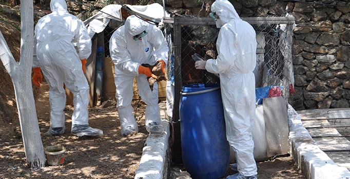 İzmir'de kuş gribi paniği