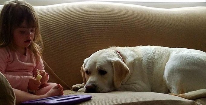 Hero adındaki köpek diyabet hastası kızın hayatını kurtardı