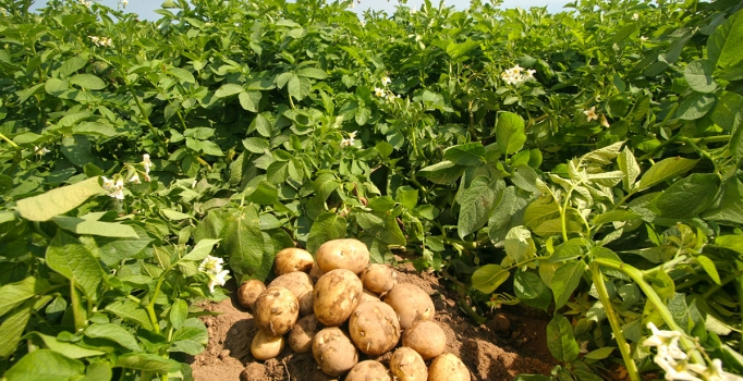 Patateste yeniler geliyor 
eskilerin fiyatı düşüyor