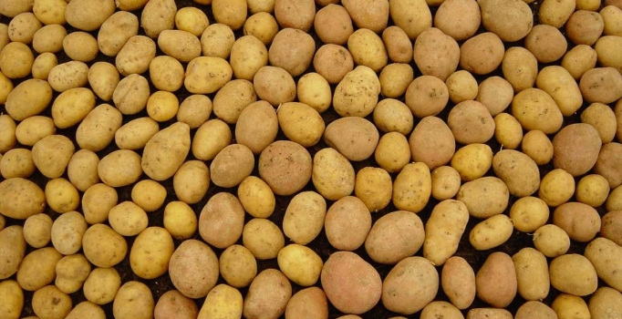 Patatesin fiyatı 
4 ayda %80 arttı