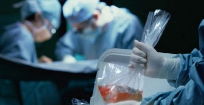 Genetiği değiştirilmiş domuzların organlarını nakilde kullanacaklar