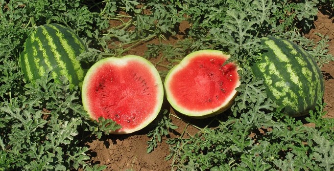 Karpuzda erken hasadı "ham karpuz timleri" önleyecek