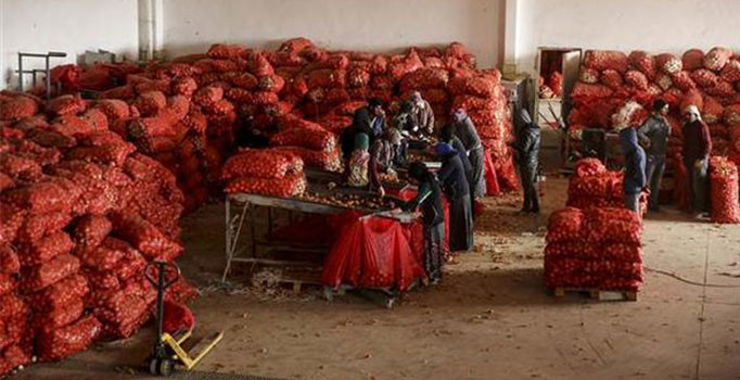 Son dakika! Bakanlık duyurdu: 45 soğan deposuna baskın