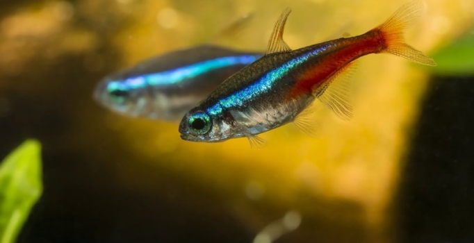 Kalp hasarını Meksika tetraları onaracak