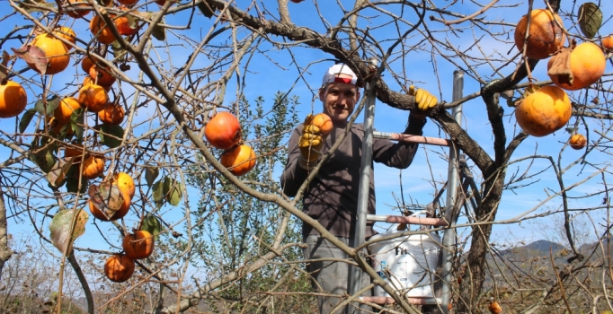 Karadeniz hurmasında hasat başladı