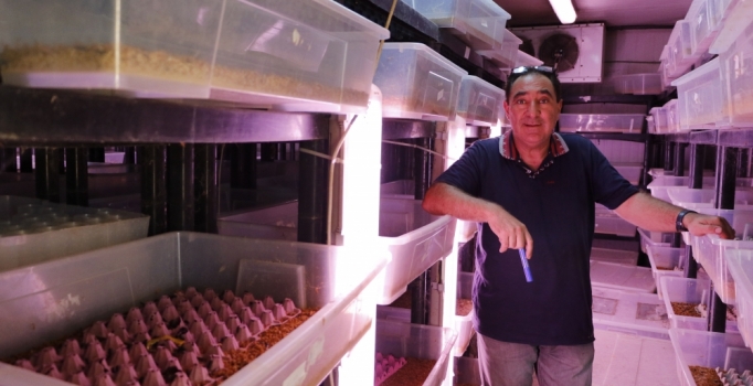 Yemek için çekirge yetiştiriyor