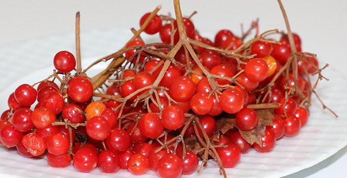 Gilaburu kansere karşı koruyor