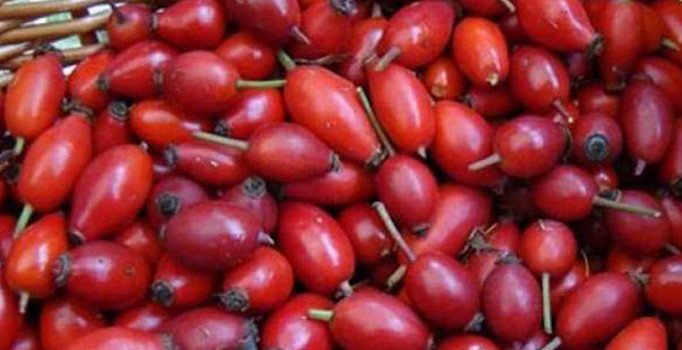 Soğuk algınlığının ve cildin koruyucu kalkanı: Kuşburnu