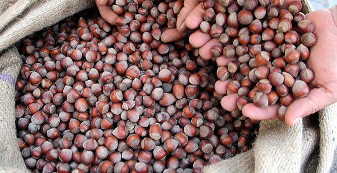 Fındıkta fiyat karmaşası sürüyor