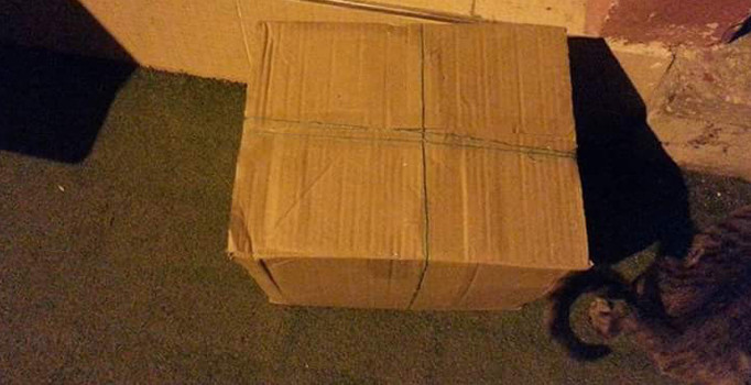 Şüpheli paketten kedi çıktı