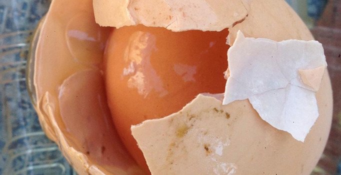 Yumurtadan yumurta çıktı