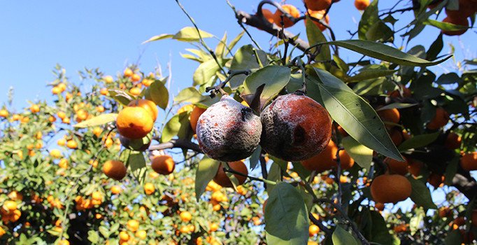 Mandalinada yüzde 50 zayiat