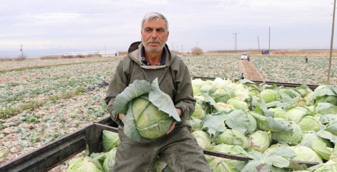 Niğde'de lahana rekoltesi yüzleri güldürdü