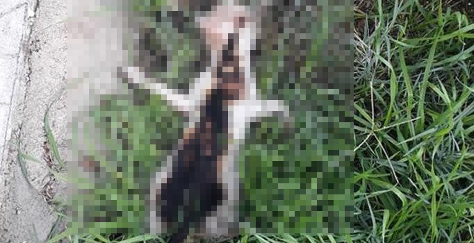Yavru kedi yakılarak öldürülmüş halde bulundu
