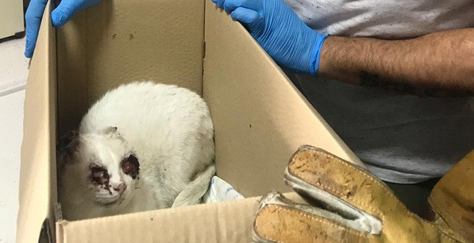 İzmir'de kediye işkence yapıldığı iddiası