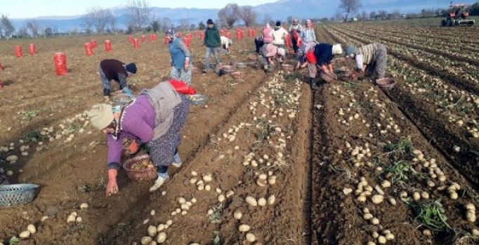 Patates üreticilerin hasat telaşı