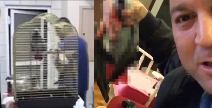 İşkence yapılan papağanın durumu nasıl?