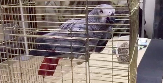 Murat Özdemir'in şiddet uyguladığı papağan koruma altına alındı