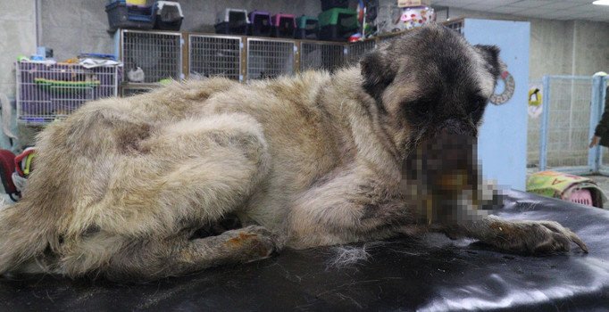 Sokak köpeğinin yüzünü yakıp, kulaklarını kestiler!
