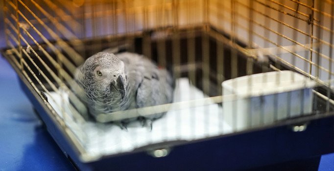 Murat Özdemir'in işkence ettiği papağan öldü