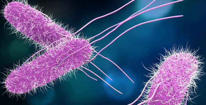 Kanserin çaresi ‘salmonella’da bulundu